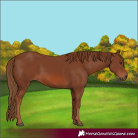 Horse Color:Chestnut 