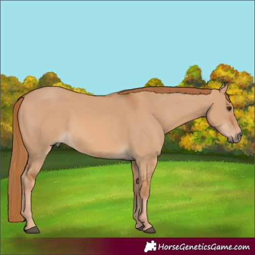 Horse Color:Red Dun 