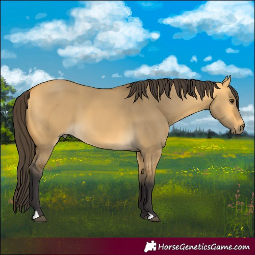 Horse Color:Buckskin Dun 