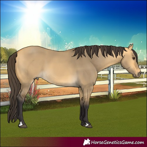 Horse Color:Buckskin Dun 