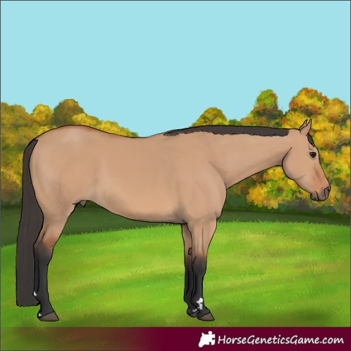 Horse Color:Bay Dun 