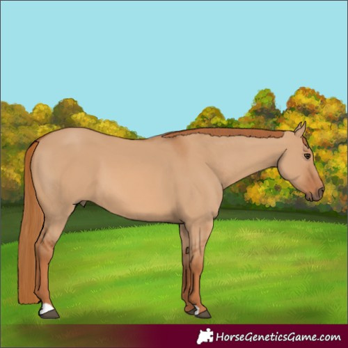 Horse Color:Red Dun