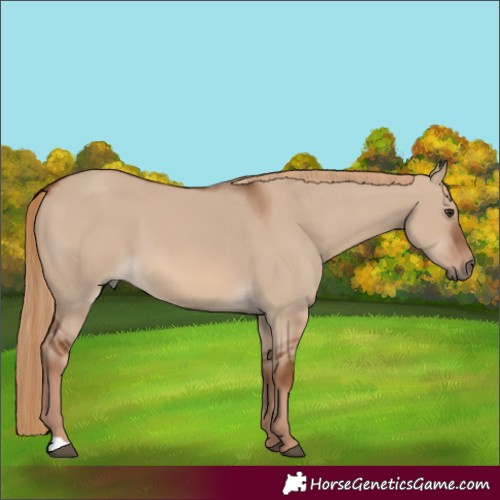 Horse Color:Red Dun 