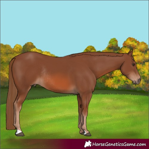 Horse Color:Chestnut Rabicano 