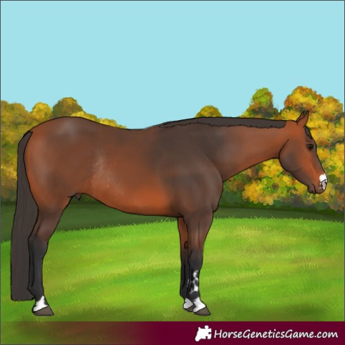 Horse Color:Bay Rabicano 