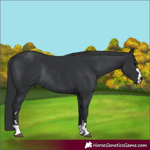 Horse Color:Black Rabicano 