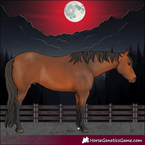 Horse Color:Bay Rabicano 