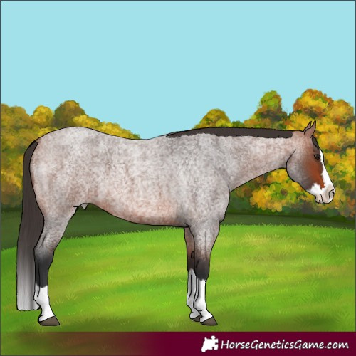 Horse Color:Bay Roan Splash 