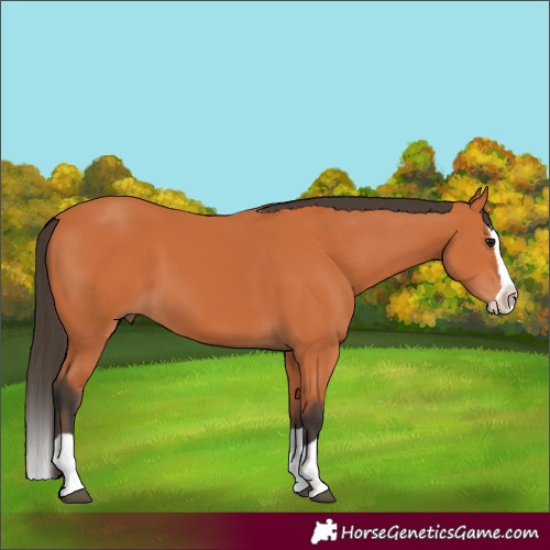 Horse Color:Bay Splash 