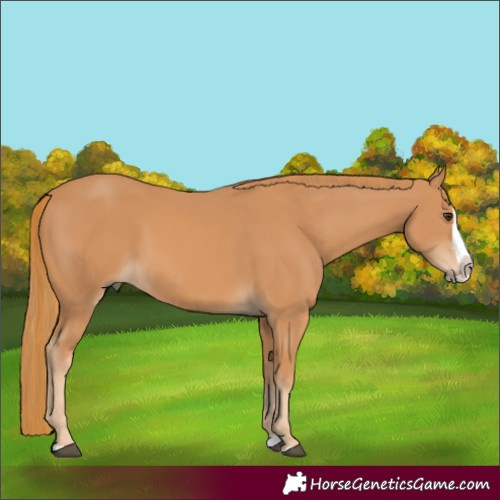 Horse Color:Chestnut Splash 