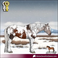 Horse Color:White Spotted Silver Bay Tobiano