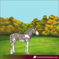 Horse Color:White Spotted Silver Grullo Mushroom Sabino 