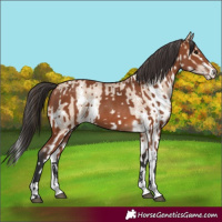 Horse Color:Bay Sabino Rabicano and Bay Dun Sabino Rabicano