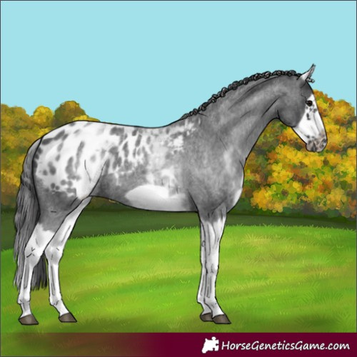 Horse Color:White Spotted Blue Roan Splash Frame Appaloosa