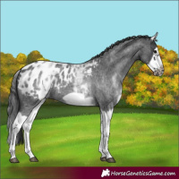 Horse Color:White Spotted Blue Roan Splash Frame Appaloosa 