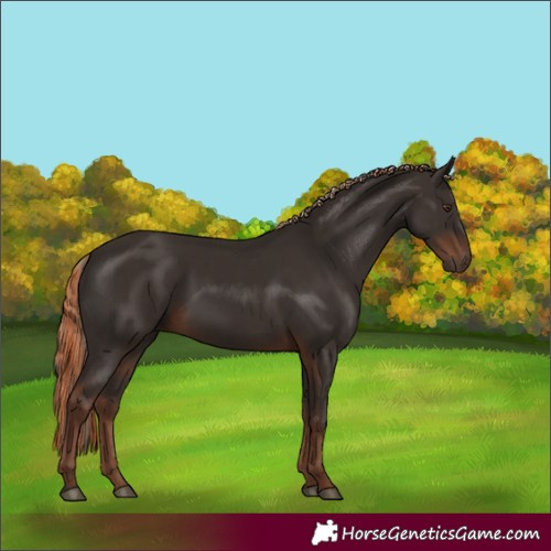 Horse Color:Liver Chestnut  and Liver Chestnut 