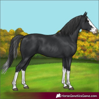 Horse Color:Black Splash 