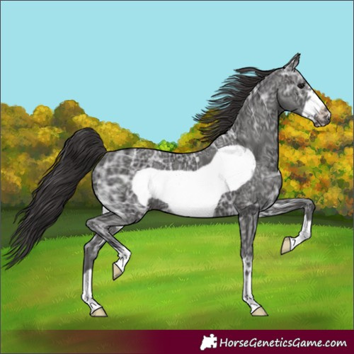 Horse Color:Smoky Black Ice Frame 