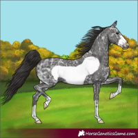 Horse Color:Smoky Black Ice Frame 