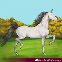 Horse Color:Classic Cream Champagne Dun 