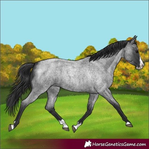 Horse Color:Blue Roan Splash 