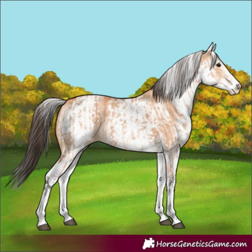 Horse Color:White Spotted Bay Dun Rabicano  and White Spotted Bay Dun Rabicano 