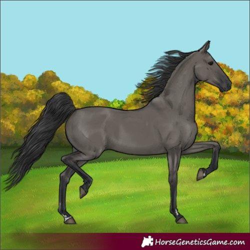 Horse Color:Unknown 