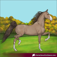 Horse Color:Classic Champagne 