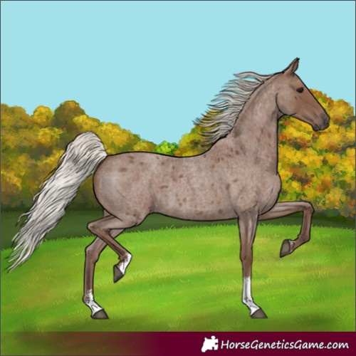Horse Color:Silver Blue Roan Sabino 