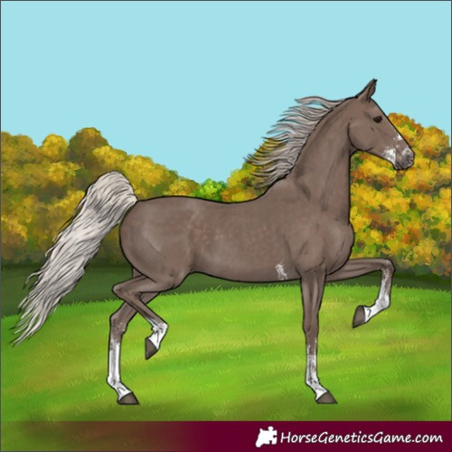 Horse Color:Silver Black Sabino