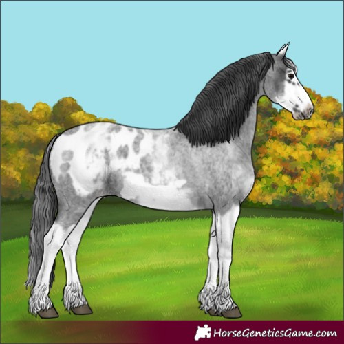 Horse Color:White Spotted Blue Roan Splash Frame Appaloosa