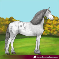 Horse Color:White Spotted Blue Roan Splash Frame Appaloosa 