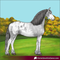 Horse Color:White Spotted Blue Roan Splash Frame Appaloosa