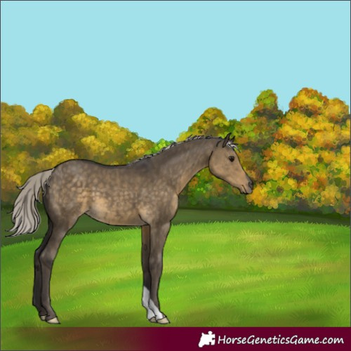 Horse Color:Silver Smoky Grullo 