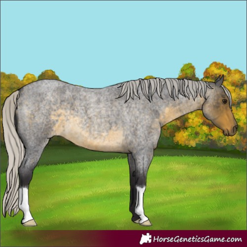 Horse Color:Silver Buckskin Roan 