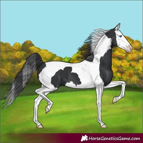 Horse Color:Black Splash Tobiano 