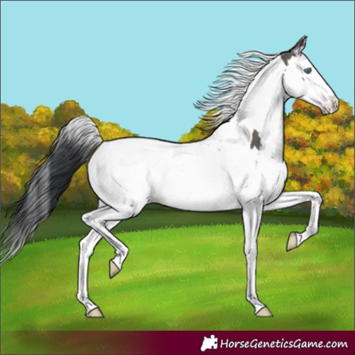 Horse Color:Grullo Splash Tobiano 