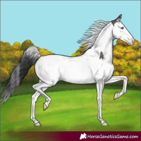 Horse Color:Grullo Splash Tobiano