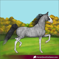 Horse Color:Blue Roan Splash 