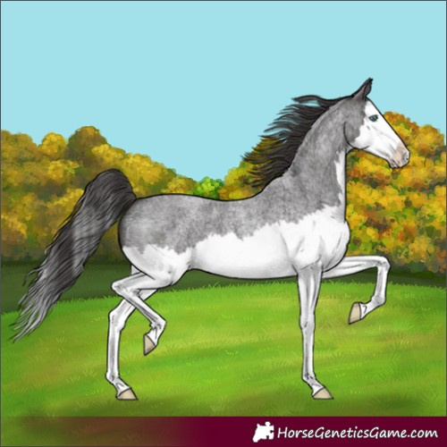 Horse Color:Smoky Blue Roan Splash 