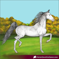 Horse Color:White Spotted Grullo Splash