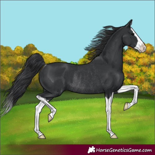 Horse Color:Black Splash Rabicano 