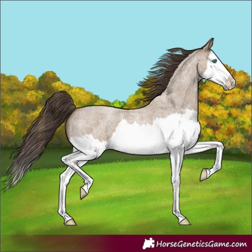Horse Color:Classic Champagne Roan Splash 
