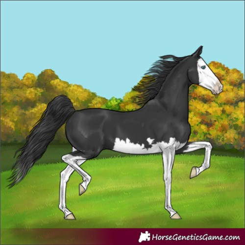 Horse Color:Black Splash