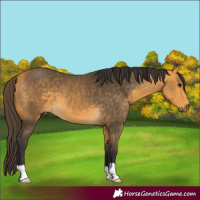 Horse Color:Buckskin 