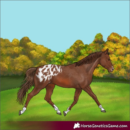 Horse Color:Chestnut Appaloosa 