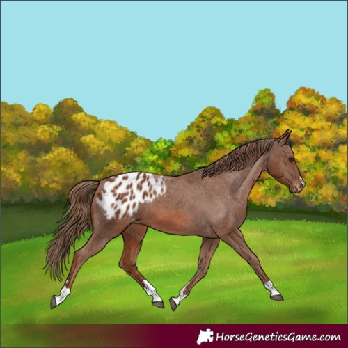 Horse Color:Chestnut Blanket 