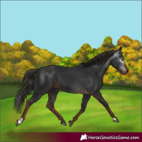 Horse Color:Gray Liver Chestnut 