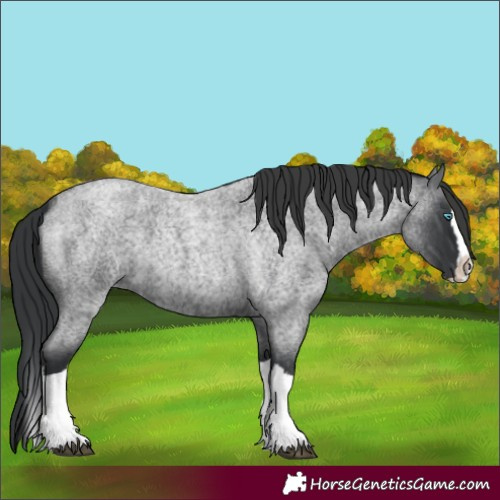 Horse Color:Blue Roan Splash 