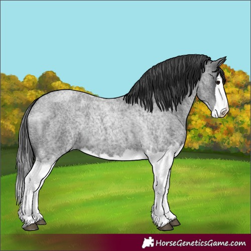 Horse Color:Blue Roan Splash 